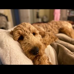 Meet your Posher, Haley